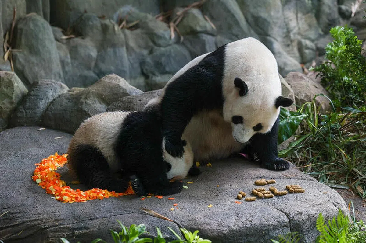 叻叻与妈妈嘉嘉。（白艳琳摄）
