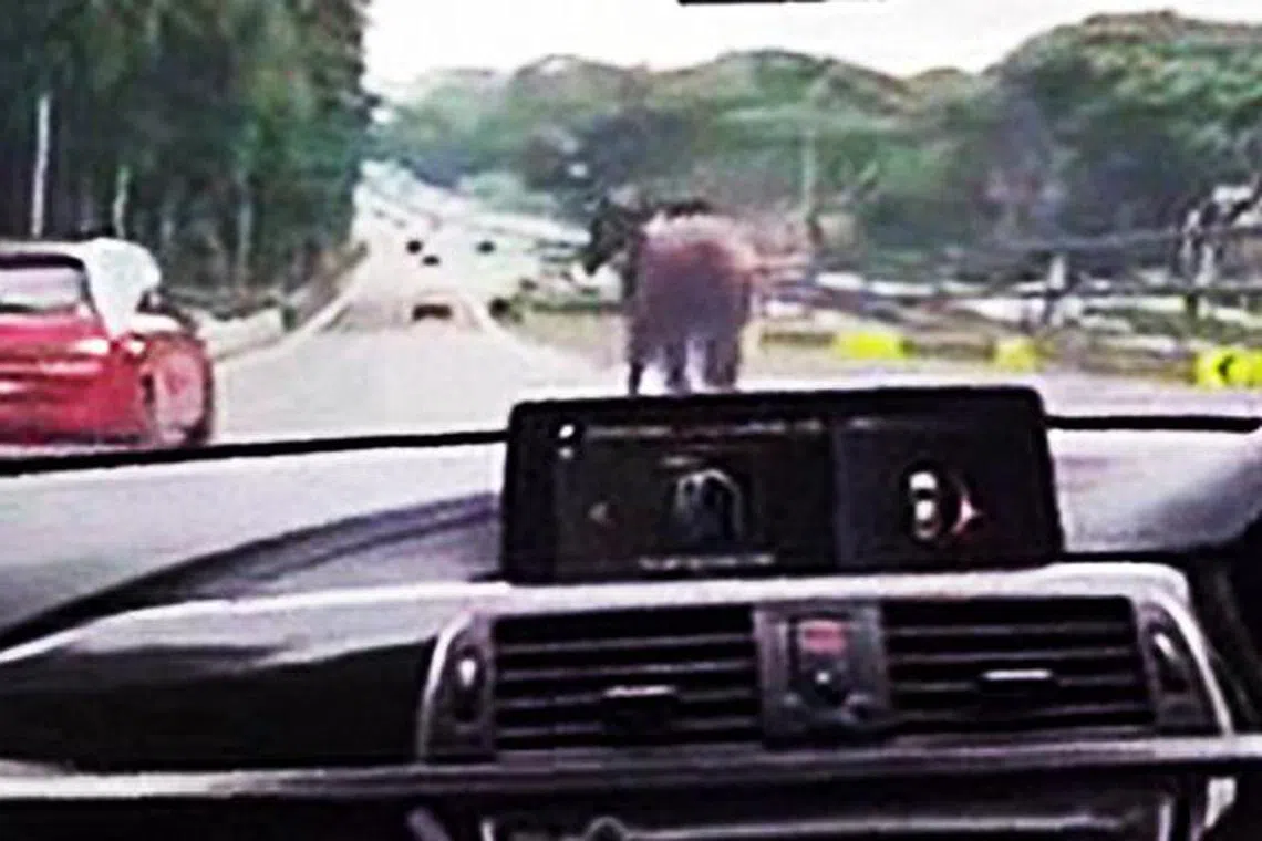 网民提供的视频显示，有一只褐色的马在武吉知马快速公路上跑动，左侧的车子也因此放慢车速。（截图自脸书）