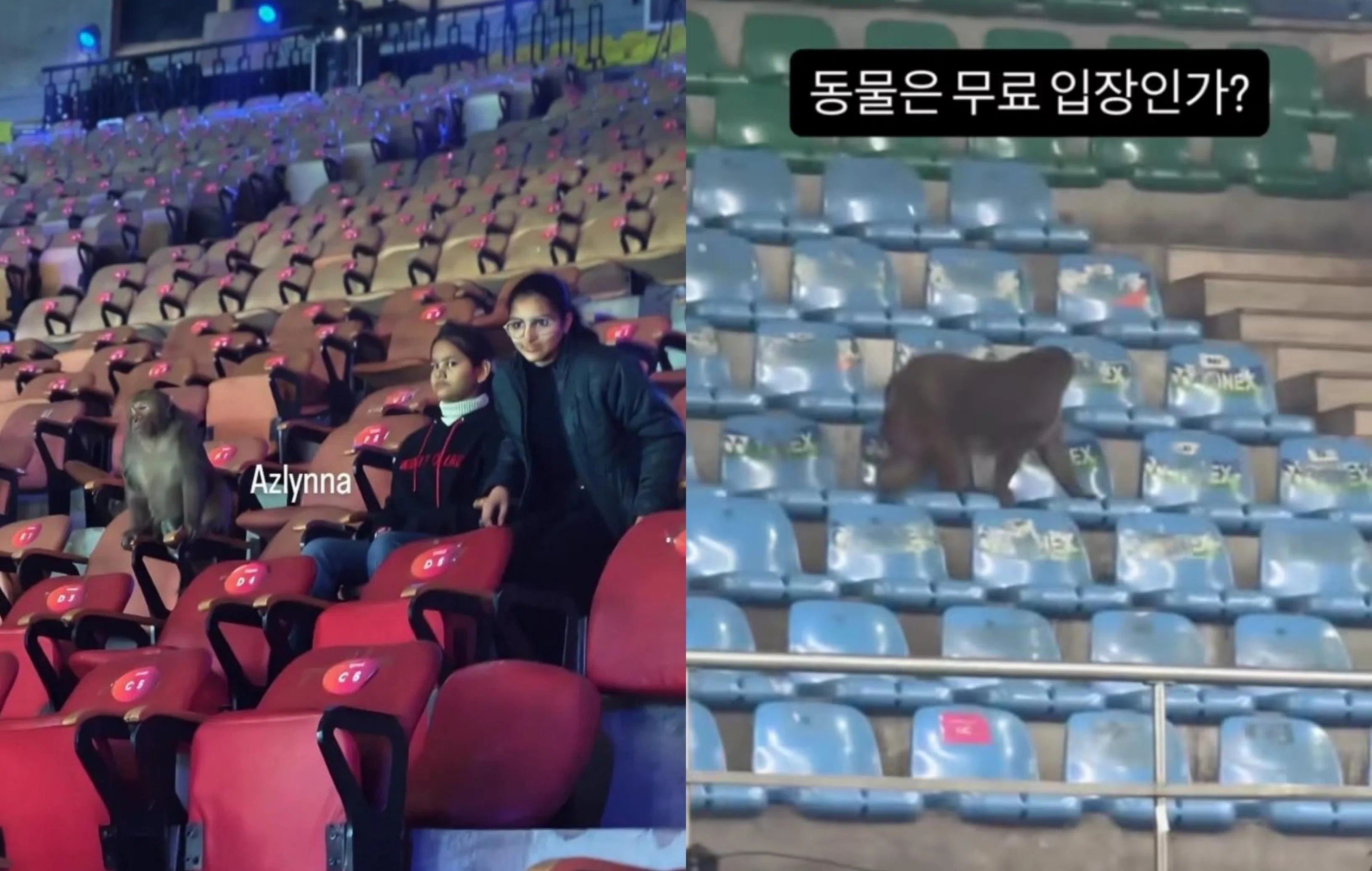 （左）有猴子闯入观众席“看球”；（右）韩国男双姜敏赫拍到猴子进入热身球场，并调侃：“动物是免费进场吗？”（取自摄影师阿兹林娜和姜敏赫Instagram）