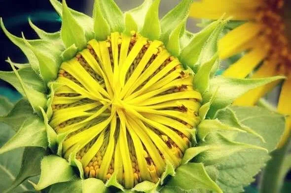 （作者摄）