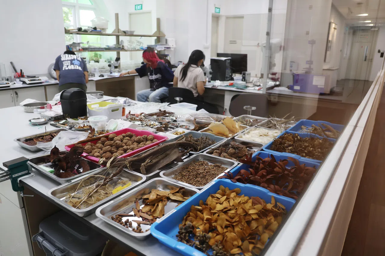 为应对气候改变对植物造成的冲击，公园局2019年在植物园里设立了本地首个种子库，旨在储存东南亚植物的种子。（蔡家增摄）