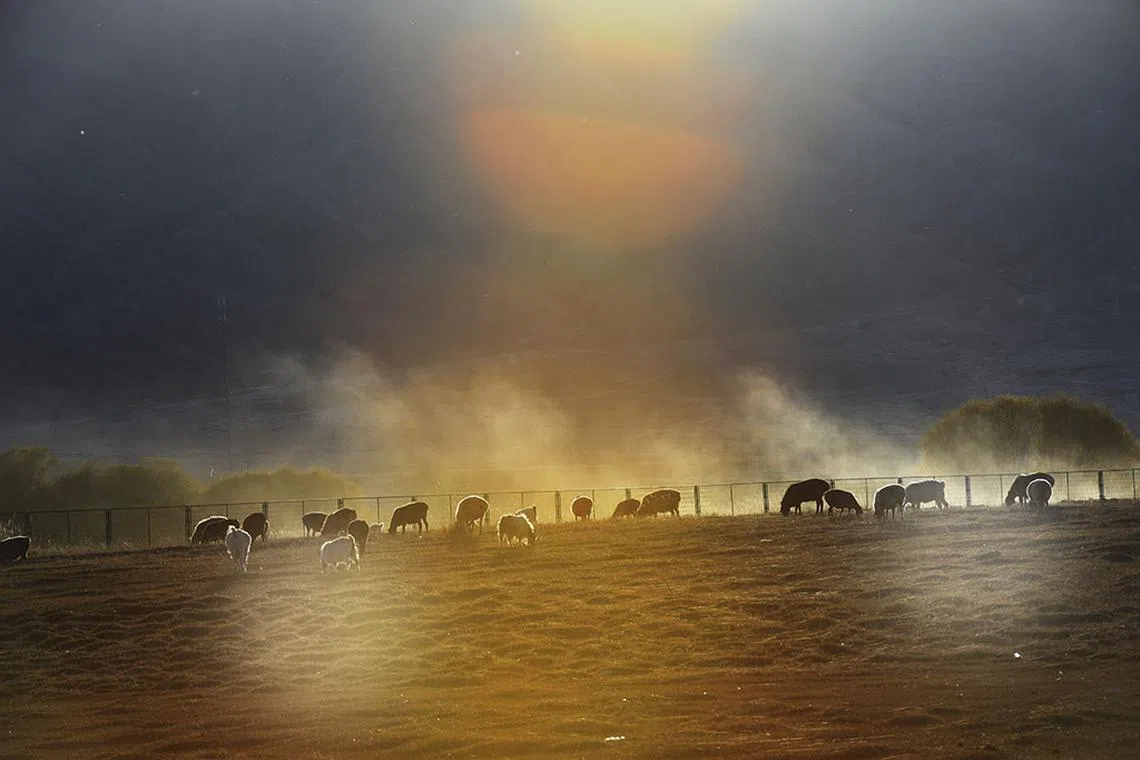 11.比赛结束，草原又恢复平静。（叶文基摄）