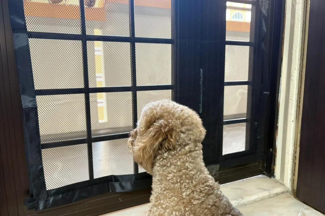 虽然宠物狗坠楼案件比宠物猫少，但狗不如猫灵活，死亡率反而更高。（国家公园局提供）