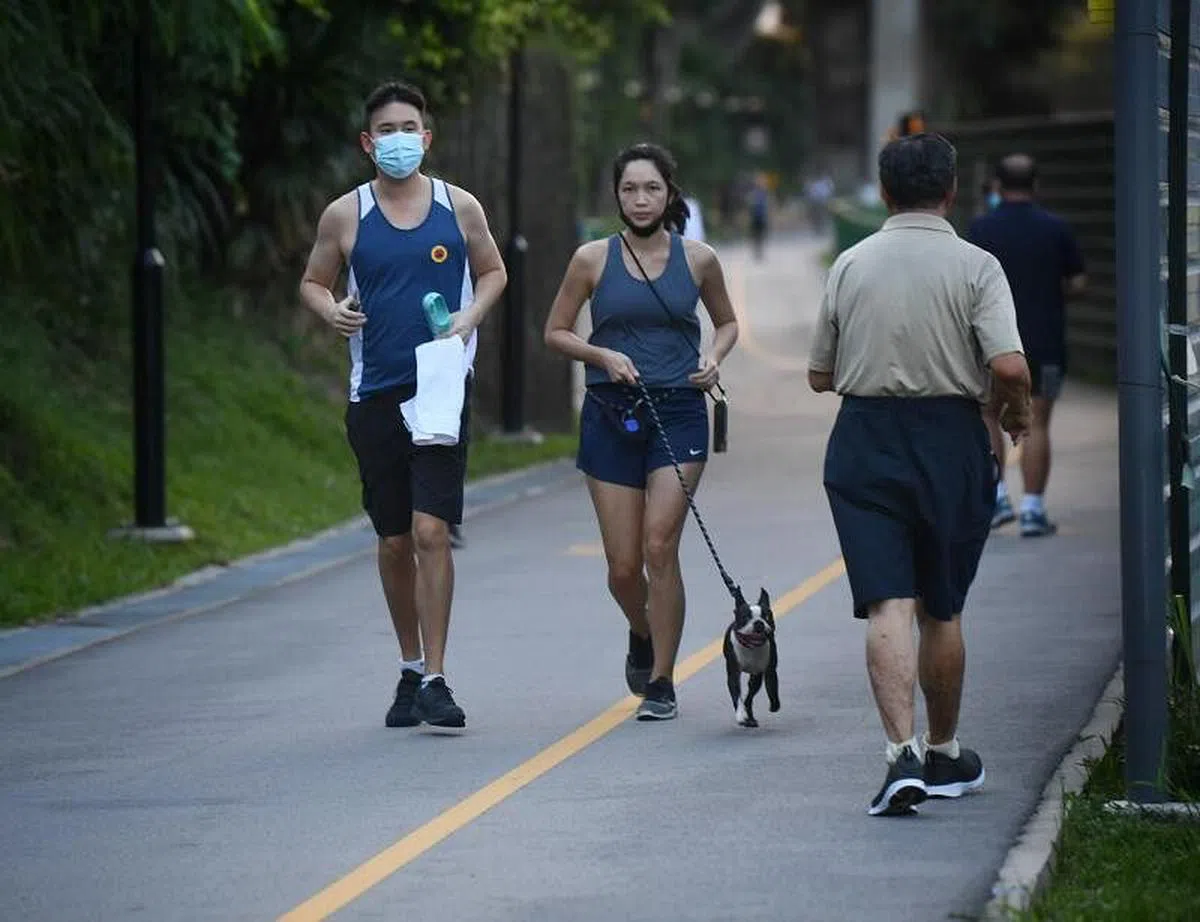 新加坡家养宠物数量近年来稳步上升，2019年底已接近30万。目前尚未出现宠物确诊冠病。（档案照）