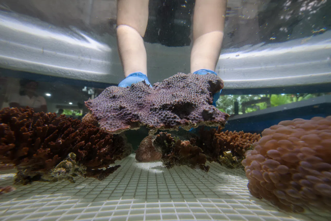 国家公园局在未来10年及以后，会养殖10万株珊瑚并移植到海里，以修复退化的珊瑚礁和建立新群落。这是本地最大的珊瑚修复计划。（张俊杰摄）