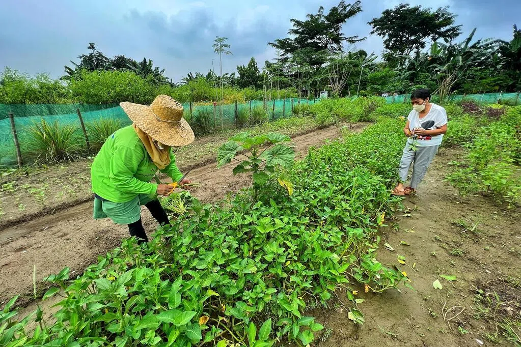 菲律宾：中国承诺不会限制对菲化肥出口