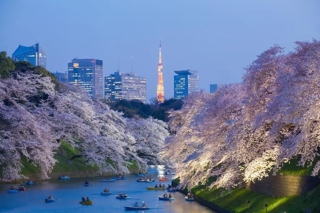 上世纪50年代造林埋祸根 日本花粉症成全国危机