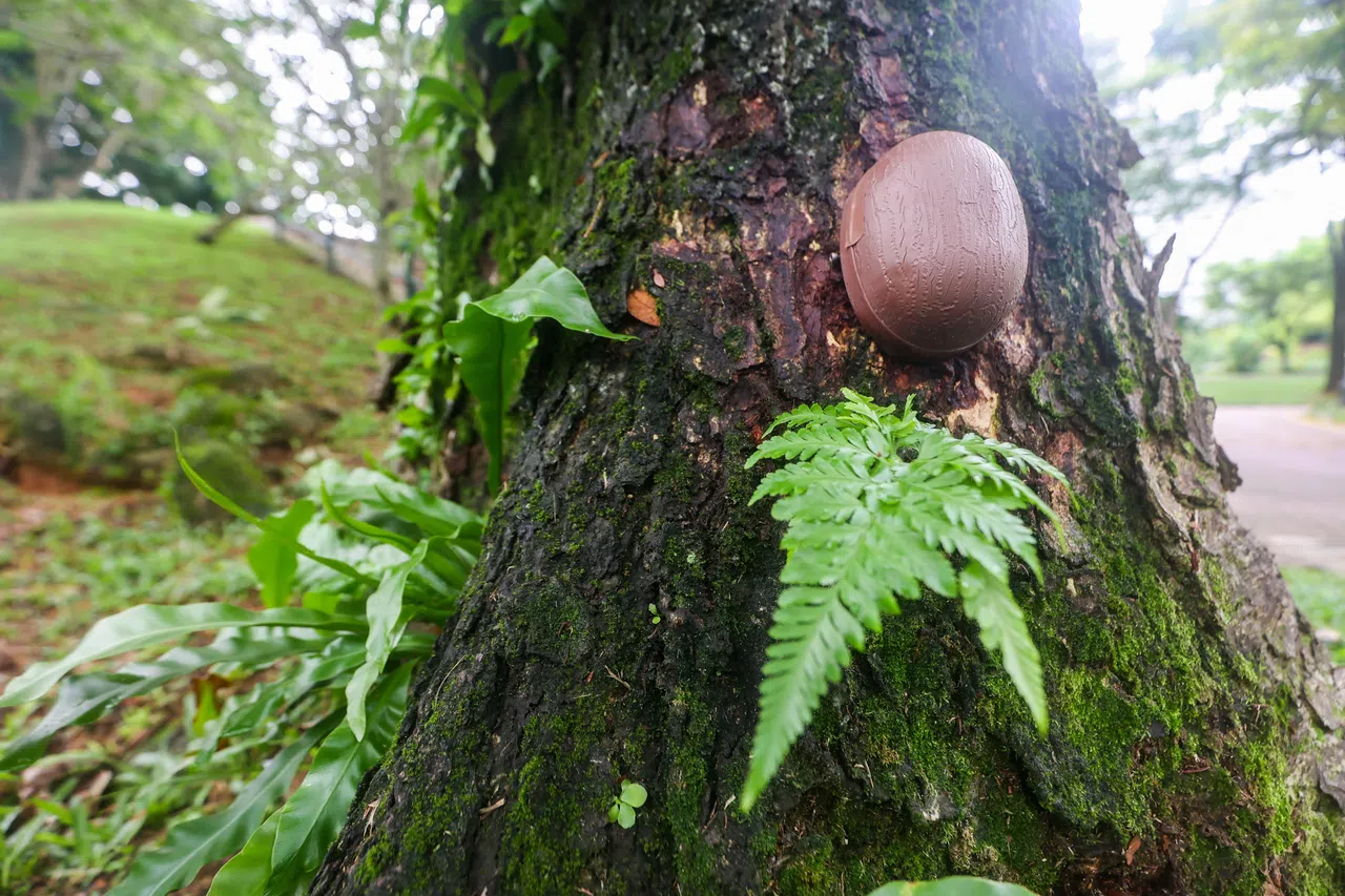野生动物可能对监测系统感到好奇，损坏系统，因此团队在斟酌系统的颜色时更谨慎。（陈斌勤摄）