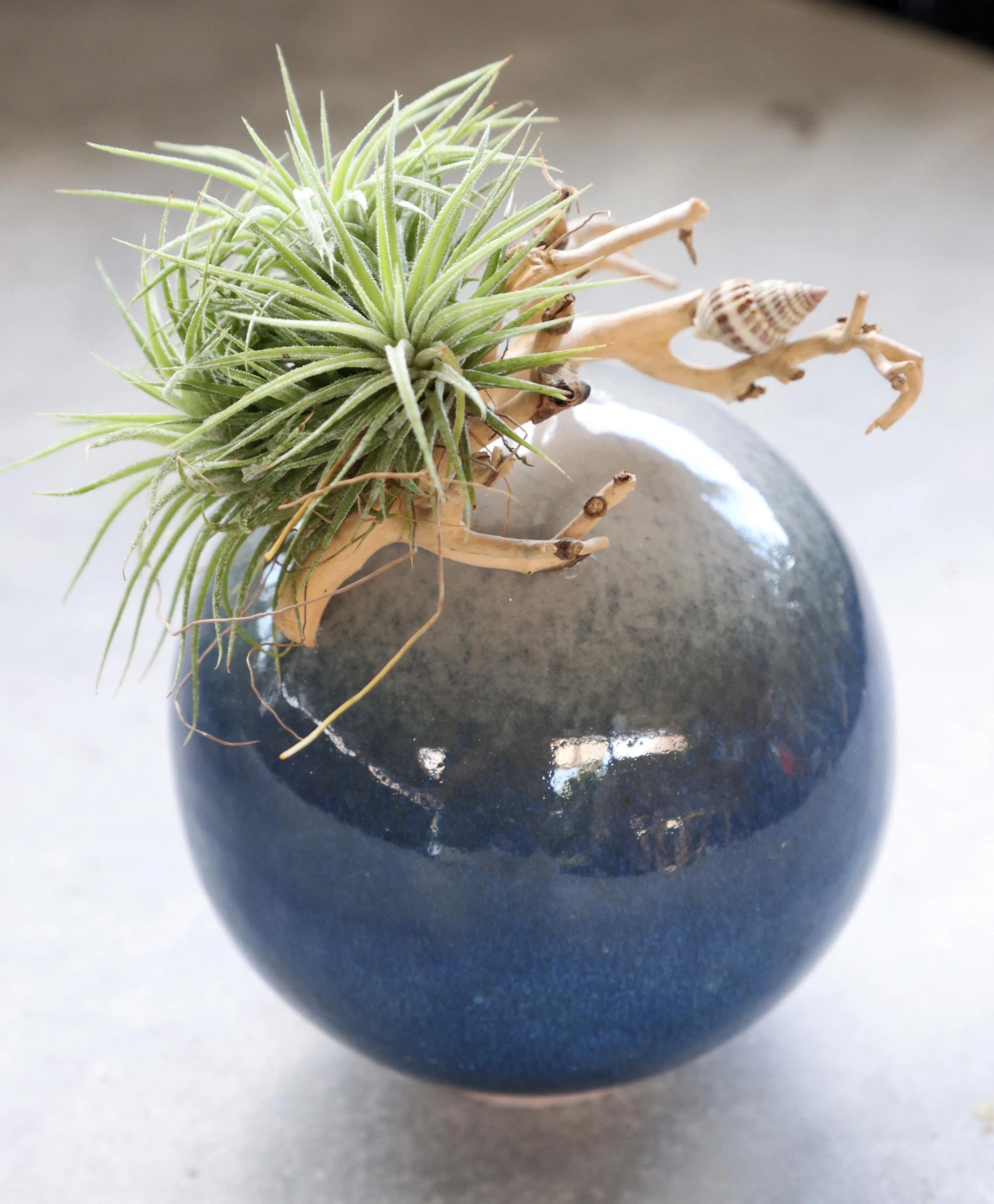 设计上没有多余的点缀，展现空气凤梨的自然姿态。（邝启聪摄）