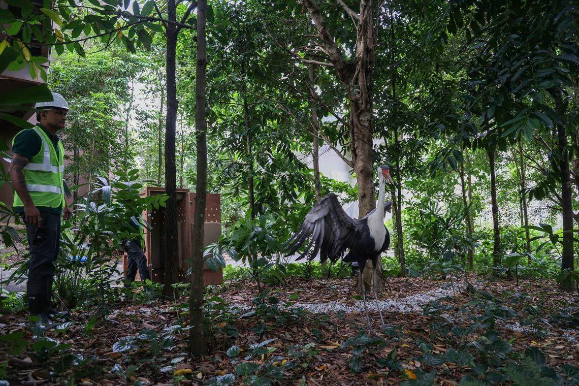 肉垂鹤抵达非洲“翼”境新家，好奇地东张西望一番后，缓缓步出箱子，开始探索新园地。（白艳琳摄）