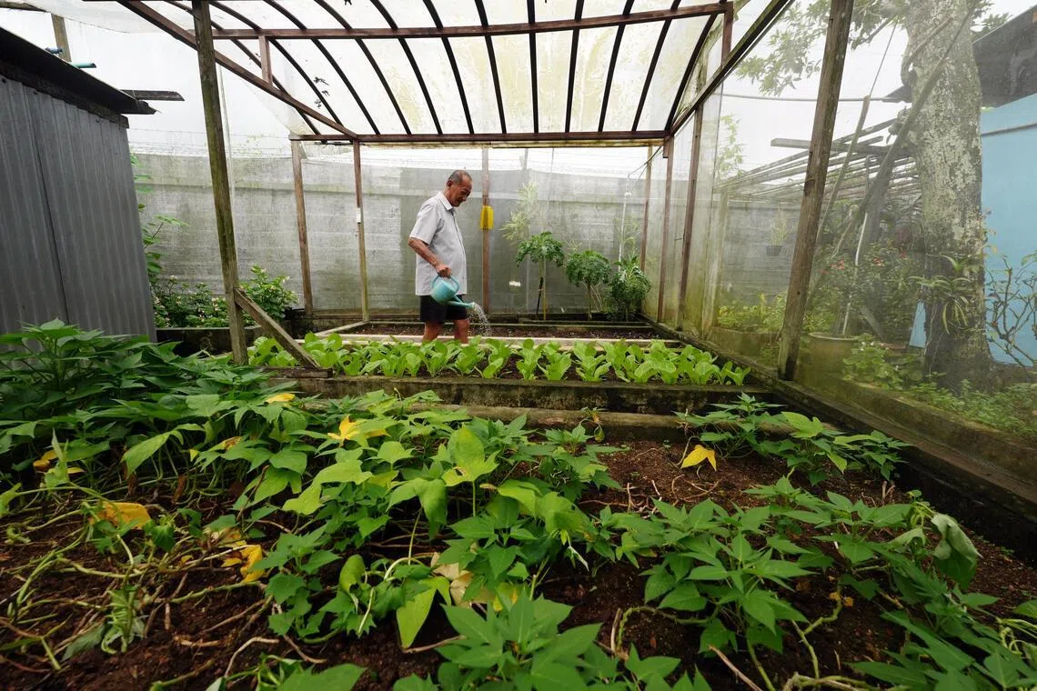 陈仁狮和家人所吃的蔬菜，都是自己栽种的。他为蔬菜浇水、施肥，蔬菜郁郁葱葱。（谢智扬摄）