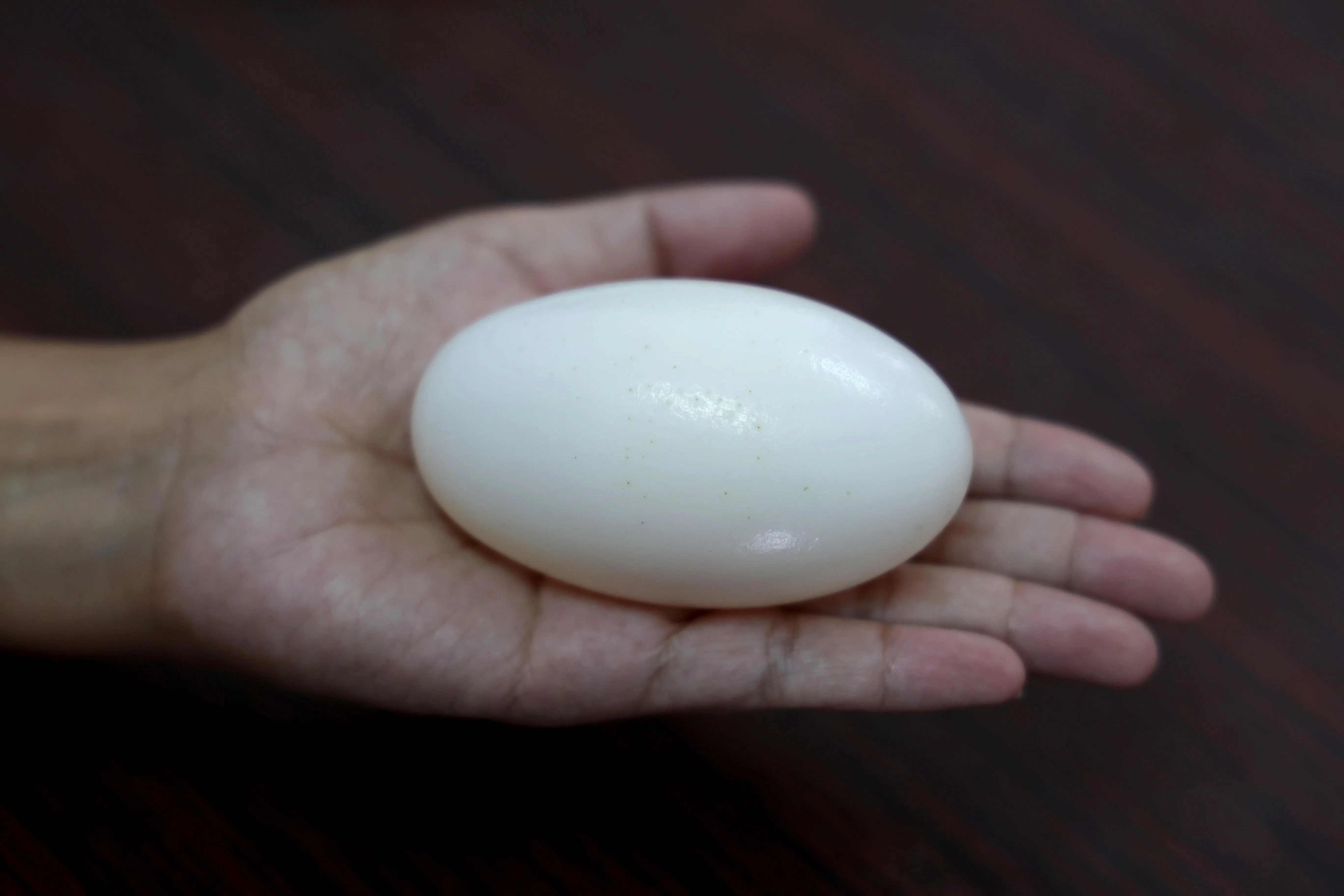 鳄鱼蛋如掌心大小，外壳特别坚硬。（龙国雄摄）