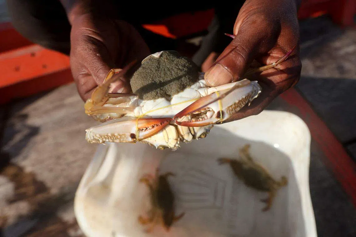 翁文准备将有卵的母蟹放生到海里。白马省渔民希望通过螃蟹放生计划，让当地的捕蟹活动可长期持续。（路透社）