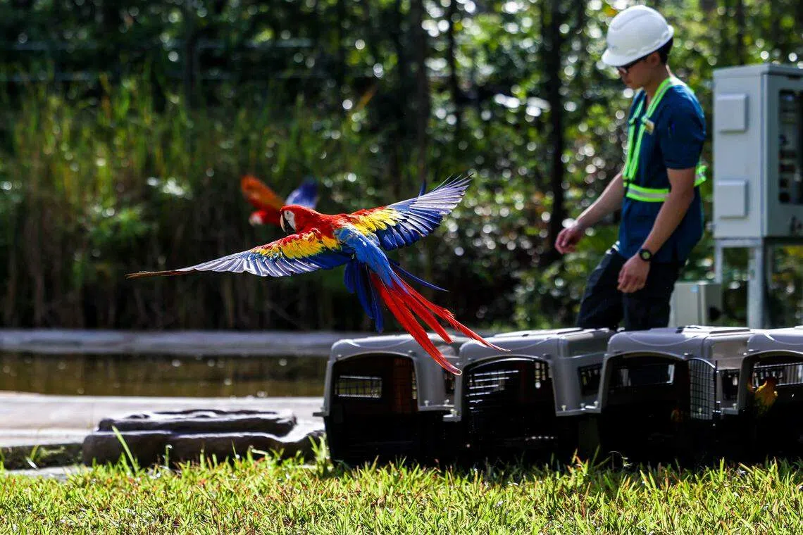饲养员把笼子打开后，绯红金刚鹦鹉陆续飞出，在丰隆基金绯红湿地展翅高飞。（白艳琳摄）