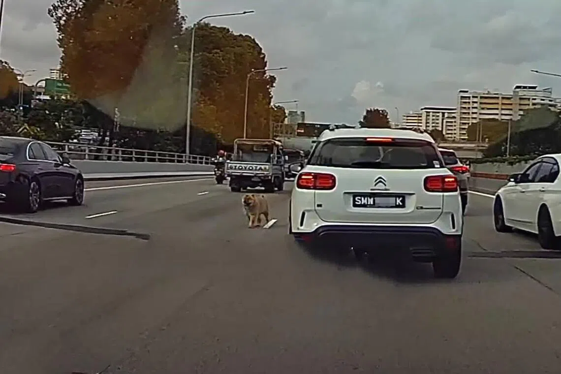 松狮犬一度在中央快速公路上出现。（取自网络）