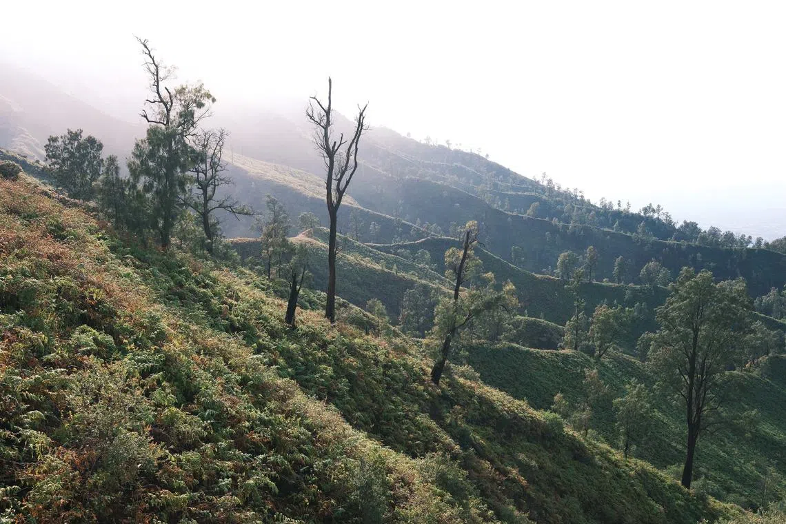 山坡上茂密的植被。（钟俊鸿摄）
