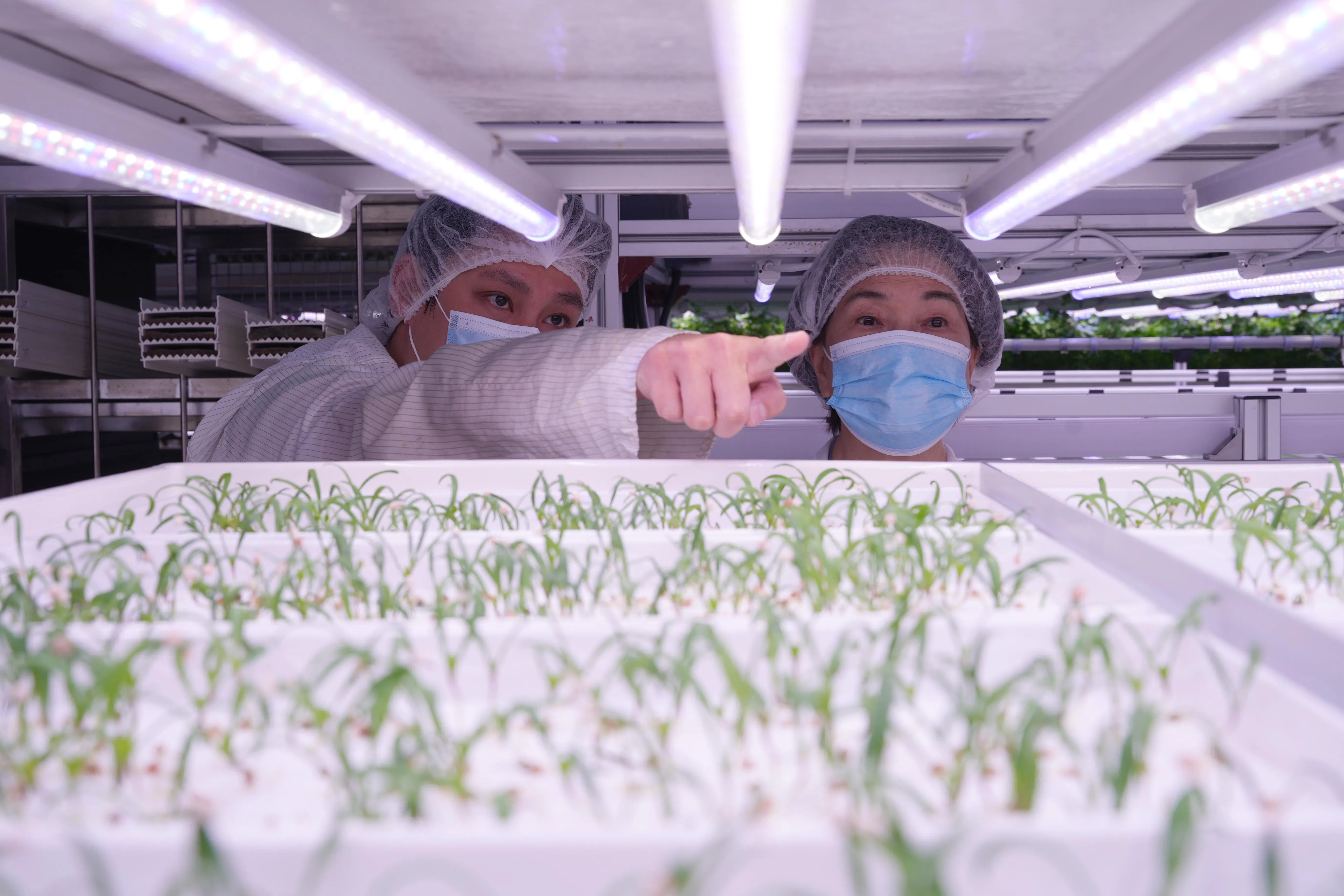 龙应台参观新加坡“长青农场（Artisan Green）”（谢智扬摄）