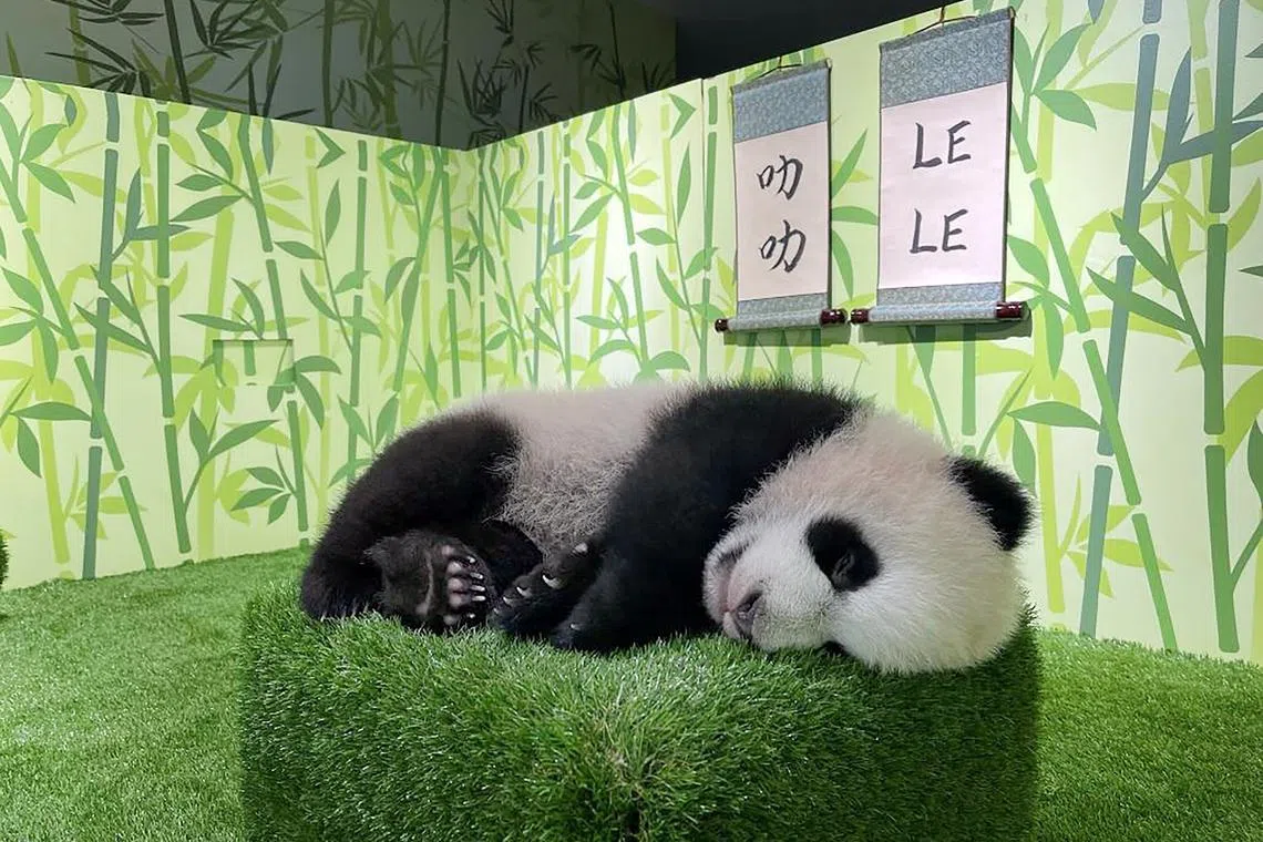 熊猫宝宝出生后，万态保育集团办了一场命名活动，让新加坡人一起为叻叻起名，10天内收到逾3万7000个建议，6万多人参与投票；“叻叻”最终以3万1000票获选为熊猫宝宝名字：“叻”源自新加坡旧称“石叻坡”，音同“乐”，寓意熊猫宝宝生于新加坡，永远快乐无忧。（万态保育集团提供）