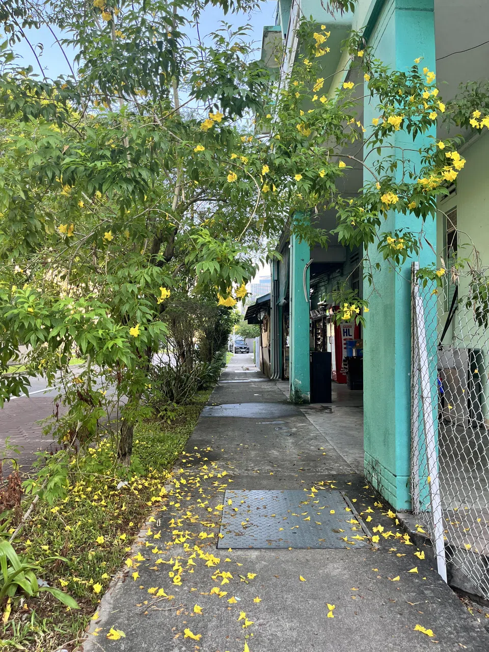 雨后天晴，多实路和杜鲁洛路的交界处，落花让人眼前一亮。（陈映蓁摄）