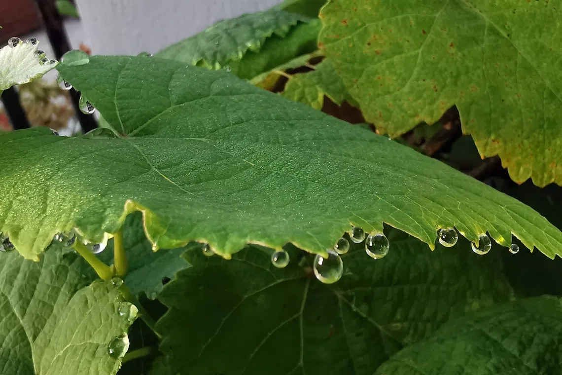 葡萄叶下的露珠，吊着分秒的光彩。（夏心摄）