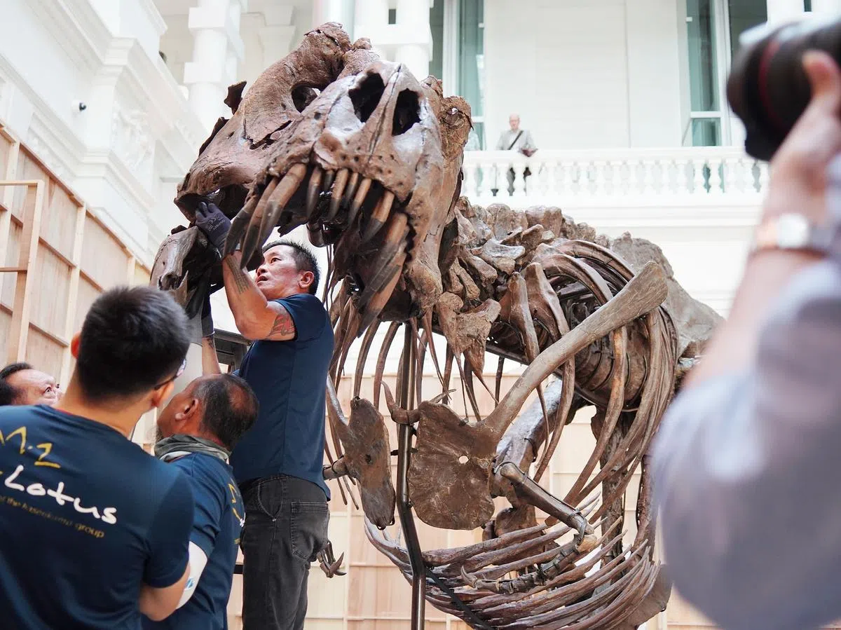 要还原千万年前的暴龙，少不了要入“龙”口，接上它的下颌骨。（何家俊摄）