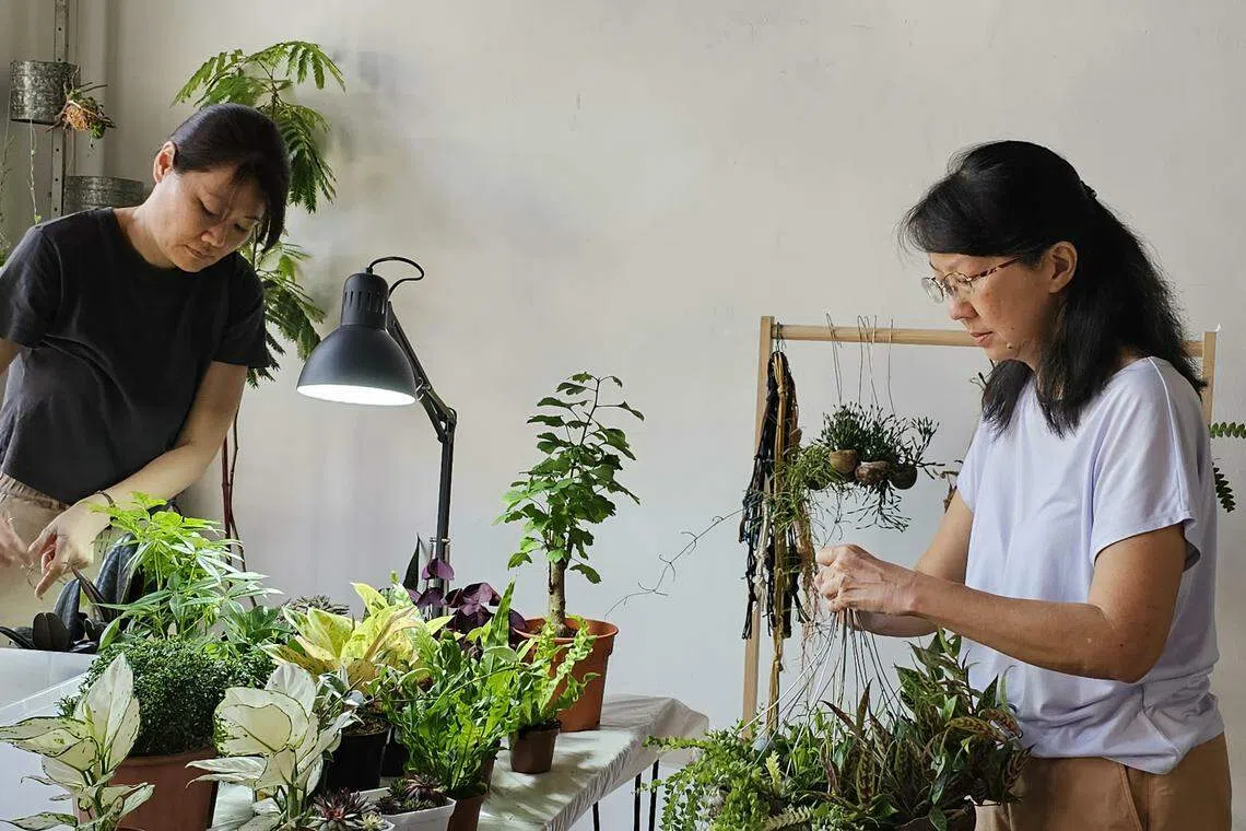 林秀敏和欧阳平在牛车水二楼店屋单位内创建自己小小的大花园。（许淑美摄）