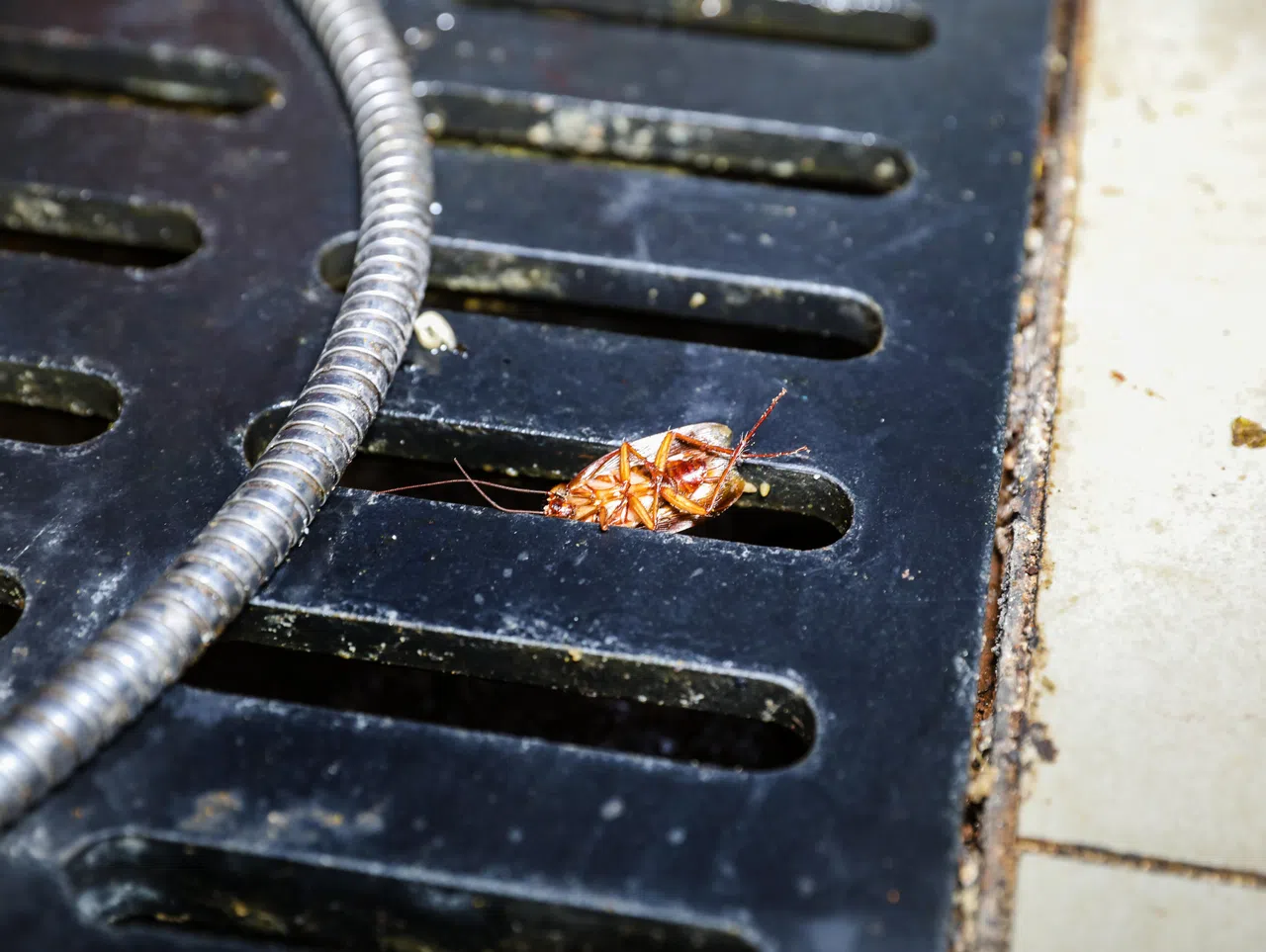 受查的中央厨房内，发现一只蟑螂卡在水沟盖内。（新加坡食品局提供）