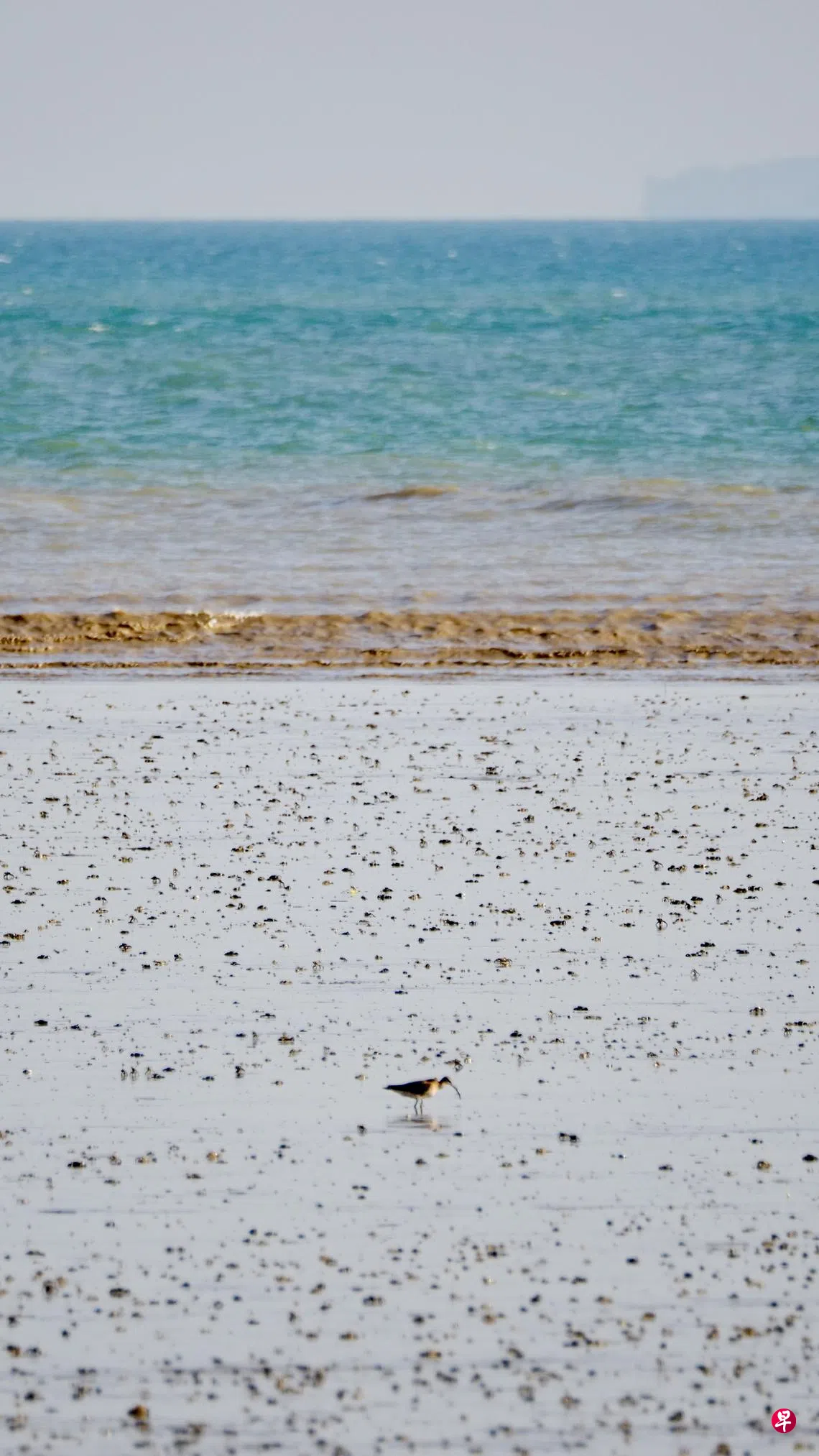全球物种保育失美援亚洲有机会逆袭| 联合早报