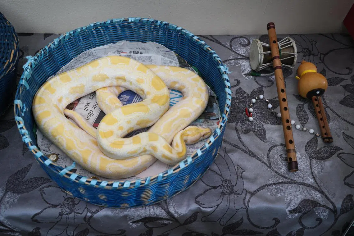 “豆先生”与招徕游客的乐器。（龙国雄摄）