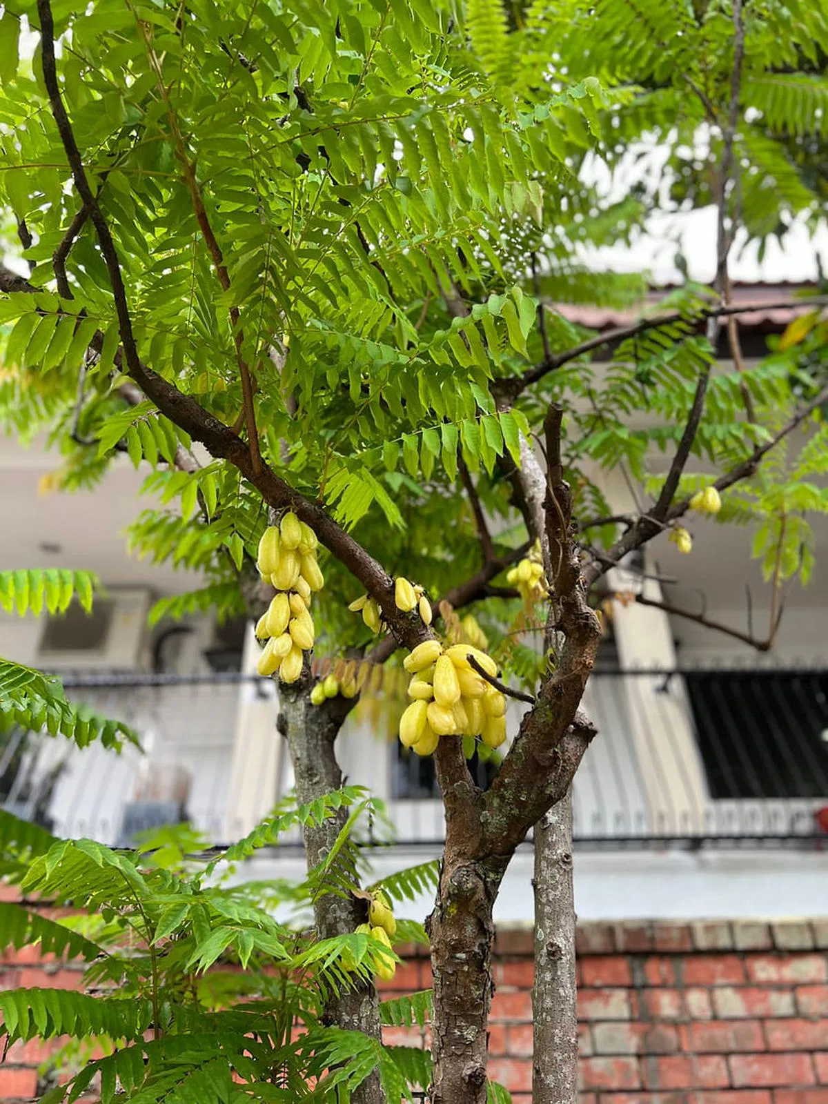 院子有很多果树，包括俗称酸仔的三敛树。