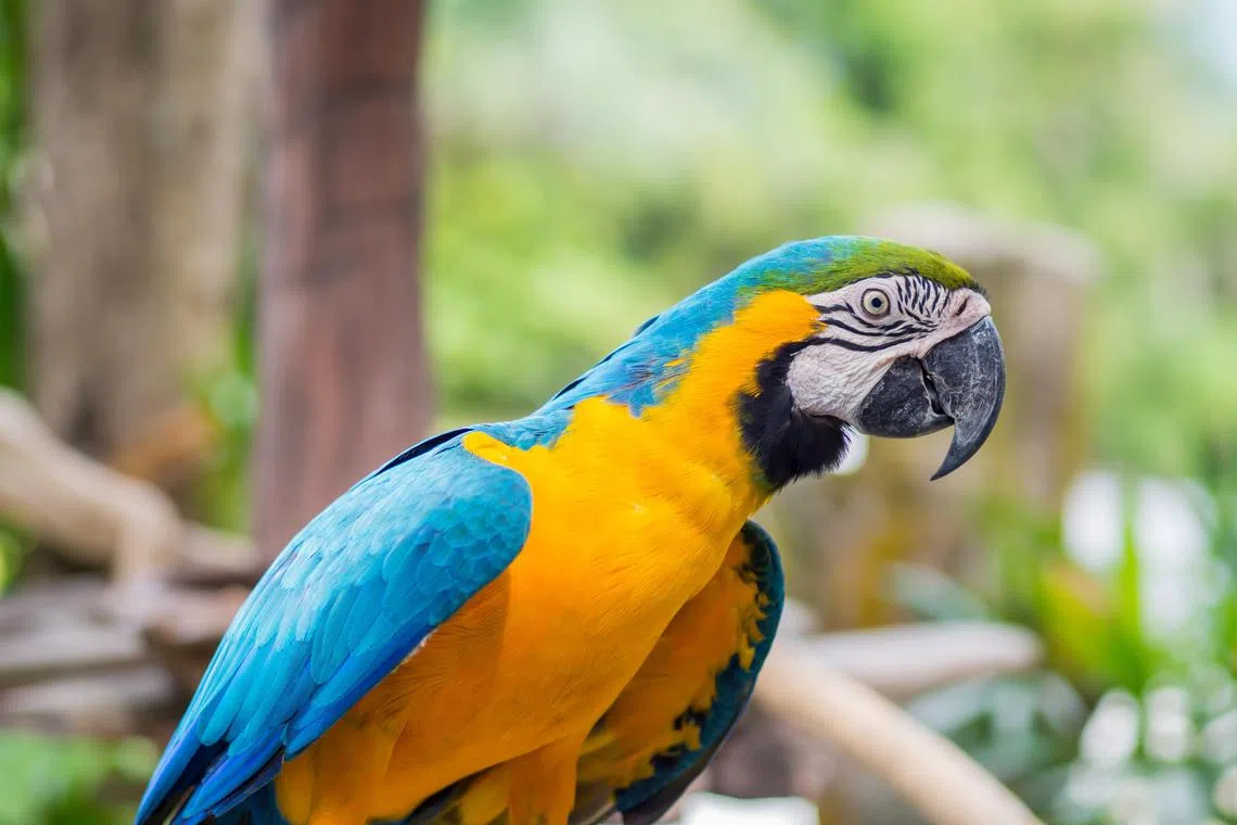 蓝黄金刚鹦鹉个性温和，爱亲近人，比较容易接受训练。（iStock图片）