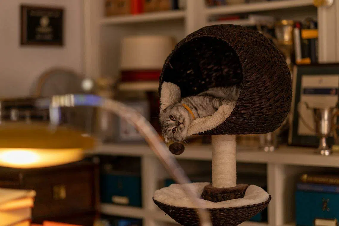 电影中的这只萌猫原来是导演女儿的爱猫Chip。                         （UIP提供）