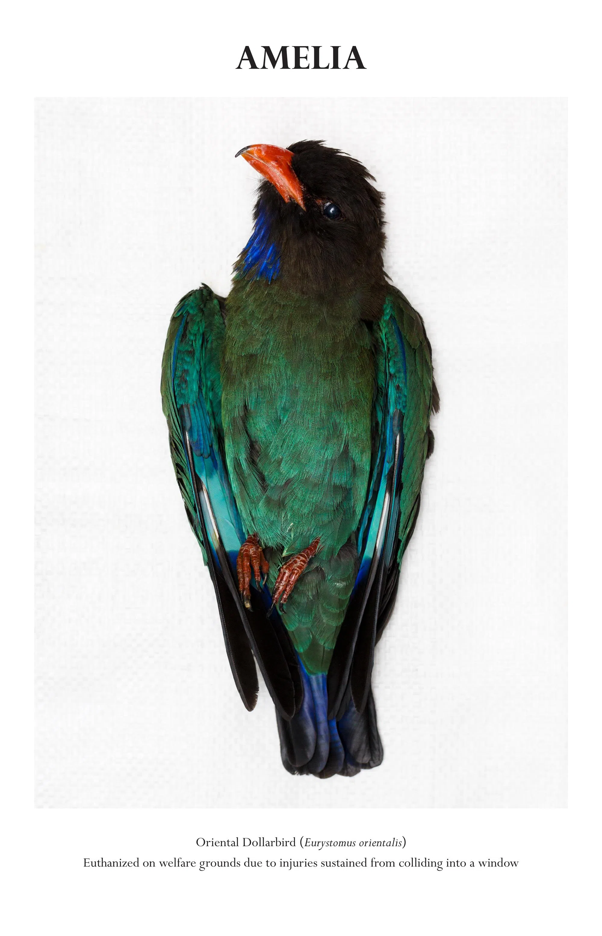 三宝鸟Amelia撞上窗户，被救起时脖子已断，无奈只能安乐死。（受访者提供）