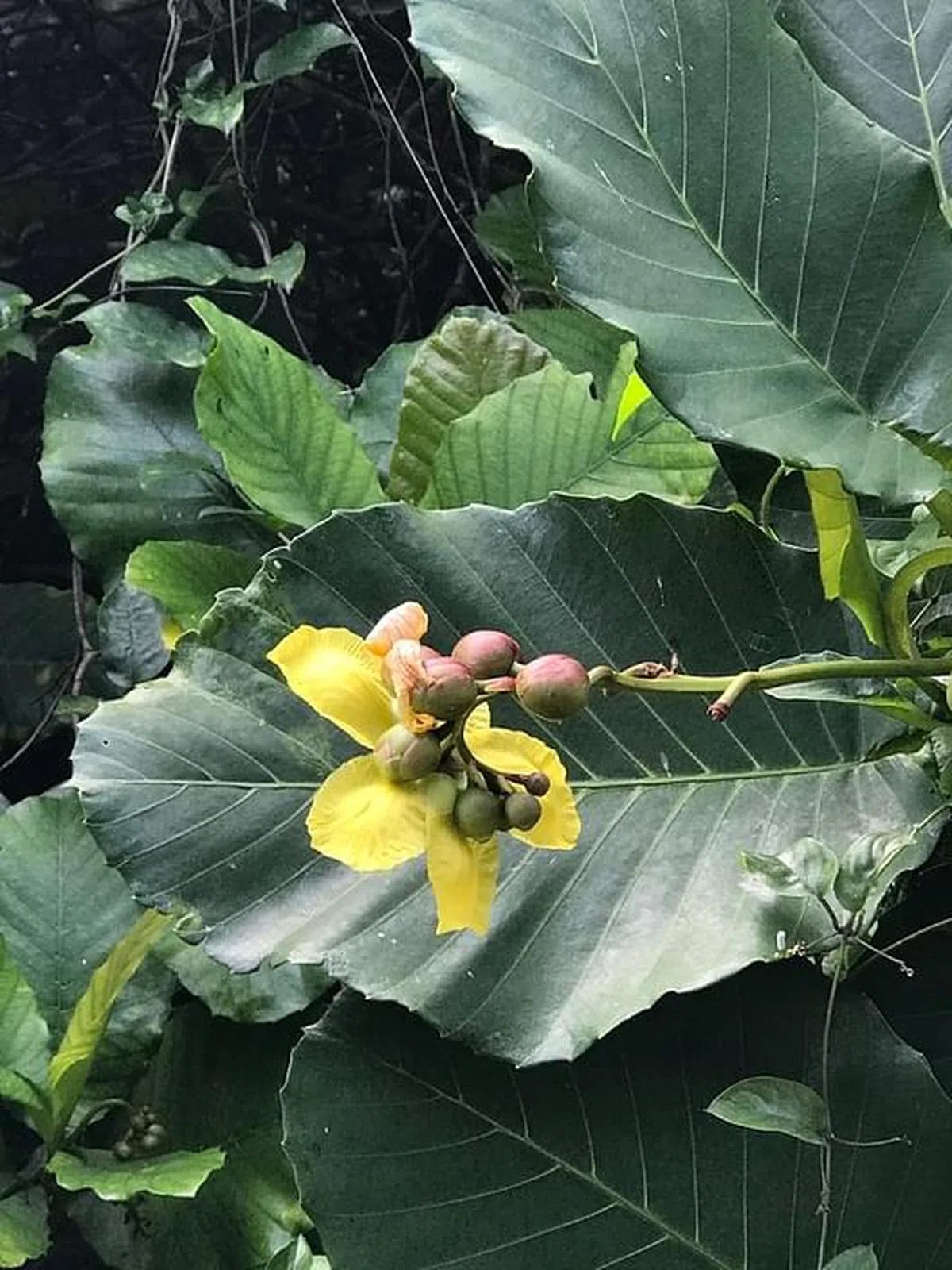 星果木花呈黄色，果实招来周边鸟类。