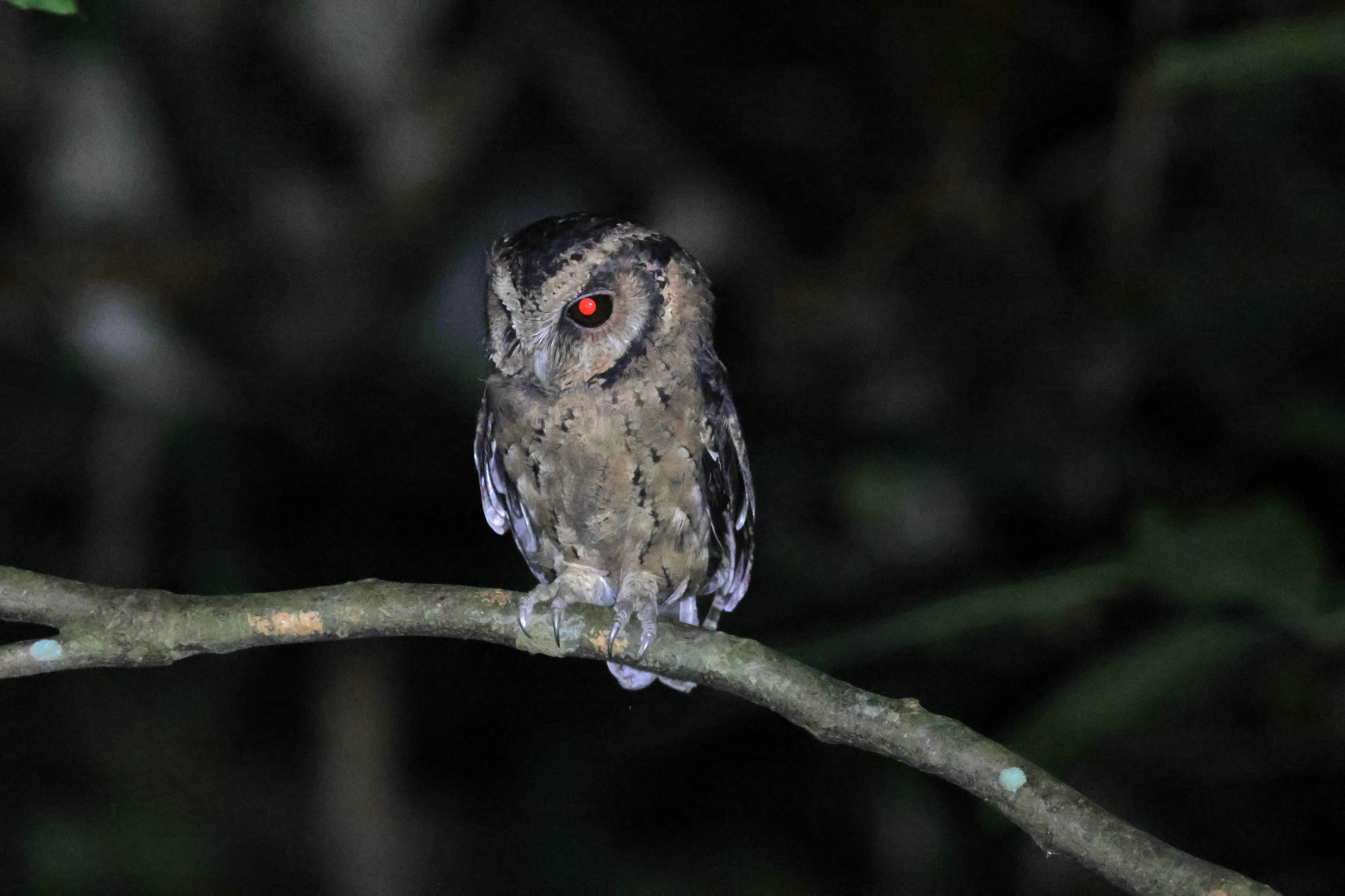 环评团在林地发现巽他领角鸮（Sunda Scops Owl），它们主要在1月至4月筑巢，巢穴通常位于树洞中。雏鸟下体羽毛颜色因地域而异，可能为白色、灰色或赤褐色。（Tembusu Asia Consulting提供）