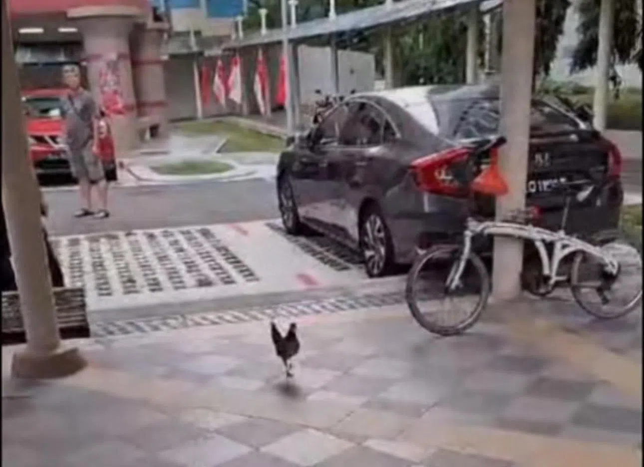 母鸡在停车场附近呼叫求救。（取自网络）