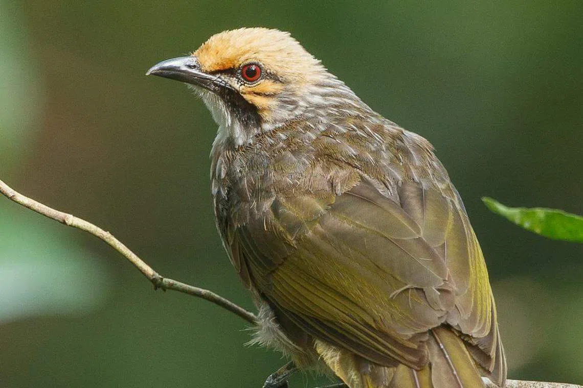 海希德自然公园拍摄到的黄冠鹎。（国家公园局提供）