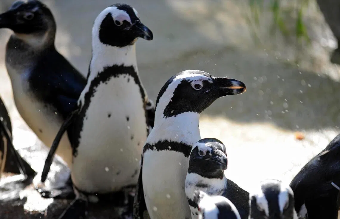 研究：食物短缺导致非洲企鹅数量锐减| 联合早报