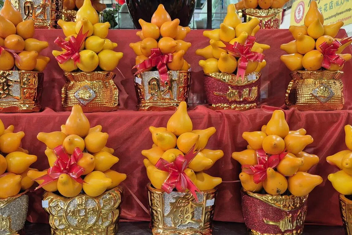 五代同堂黄金果寓意长者长寿，子孙满堂。（林弘谕摄）