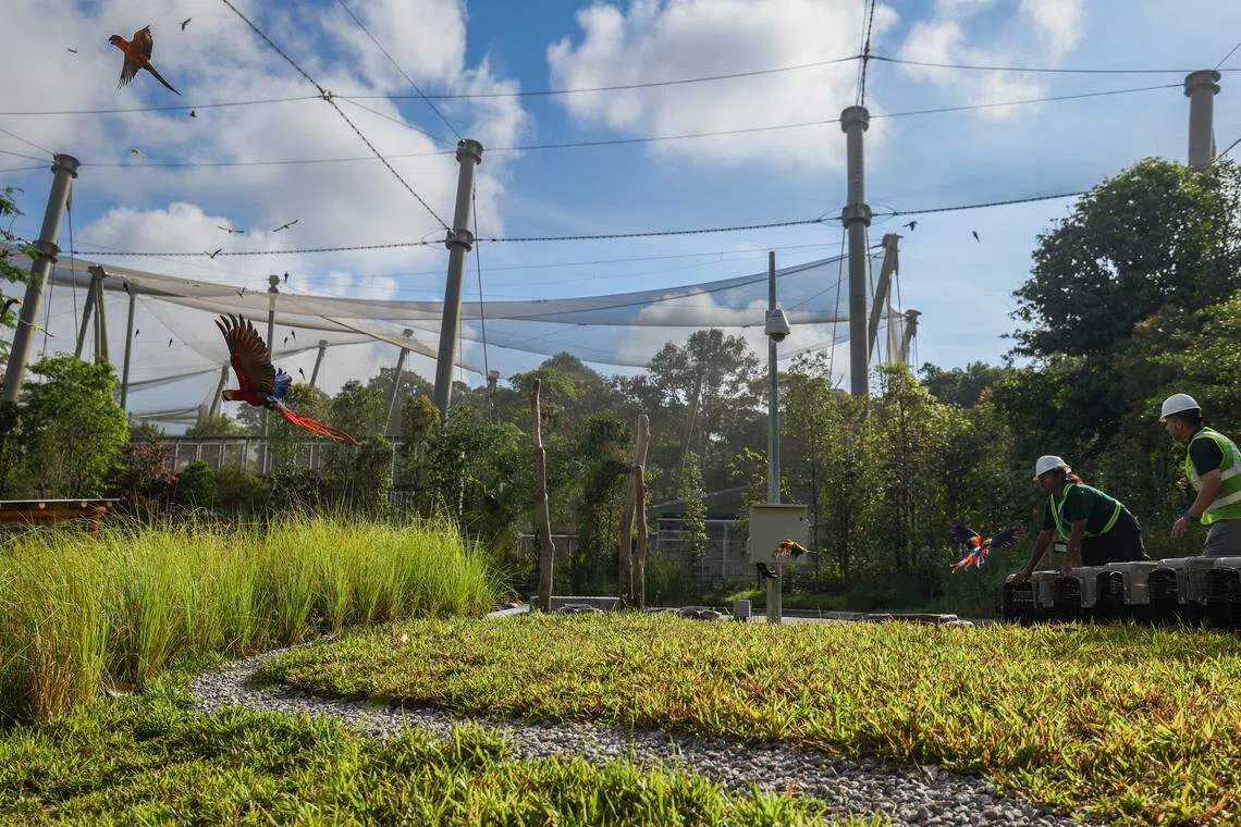 太阳锥尾鹦鹉（Sun Parakeet）和绯红金刚鹦鹉（Scarlet Macaw）抵达丰隆基金绯红湿地新家后，饲养员一打开笼门，一些先探个究竟再飞出笼子，一些立刻展翅高飞，在新家翱翔。（白艳琳摄）