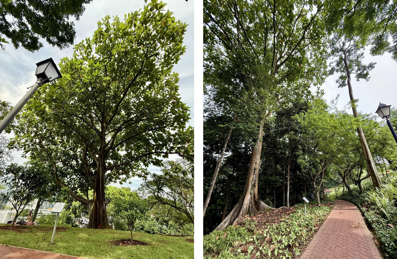 莱佛士花园附近的得腊树（左）；从花园前往储水池步道左边的得腊树（右）。（陈映蓁摄）