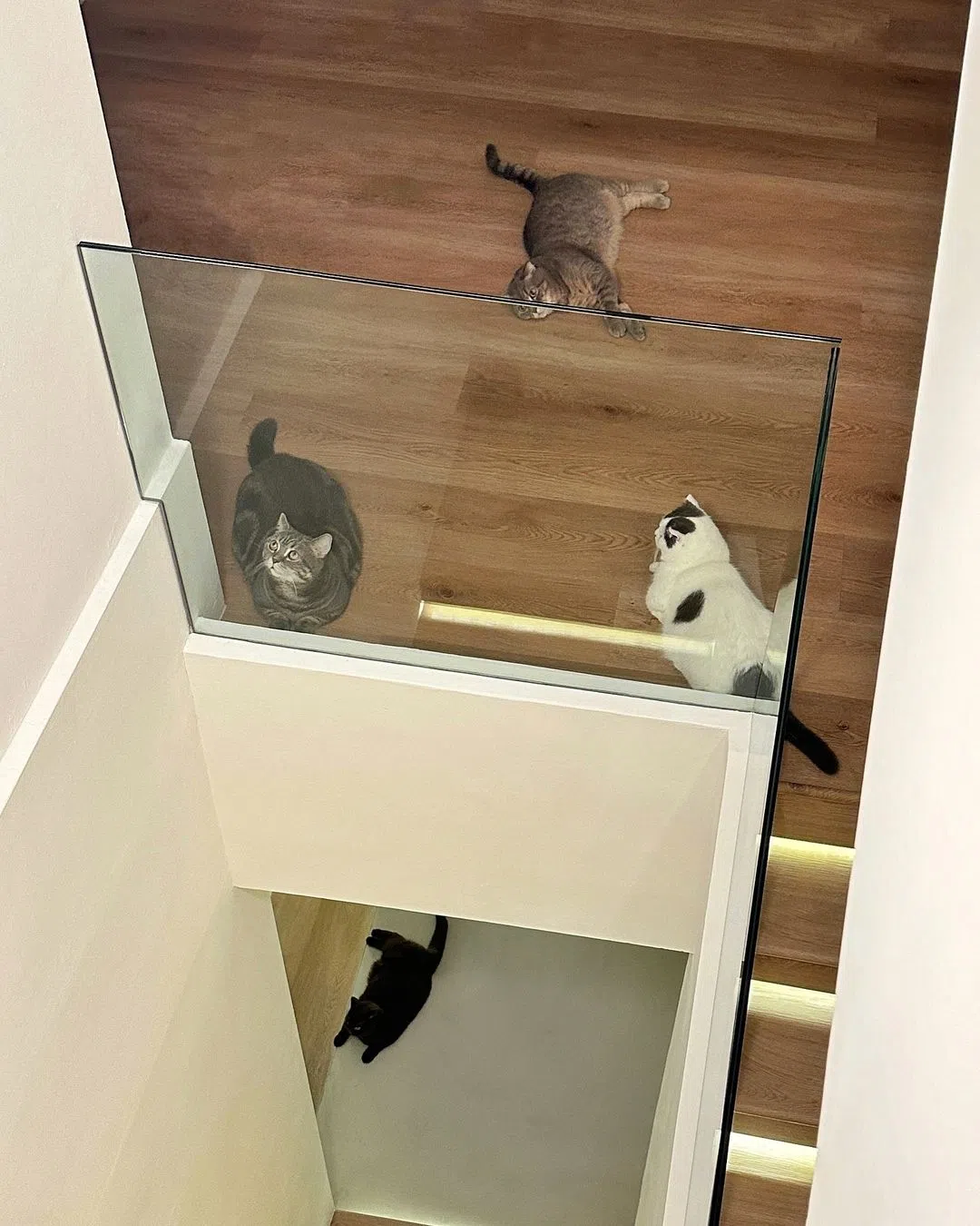 日理万机的王冠逸特地为猫咪们开设IG账号，图片构图漂亮，看得出他有在用心经营账号。（取自王冠逸猫咪IG账号）