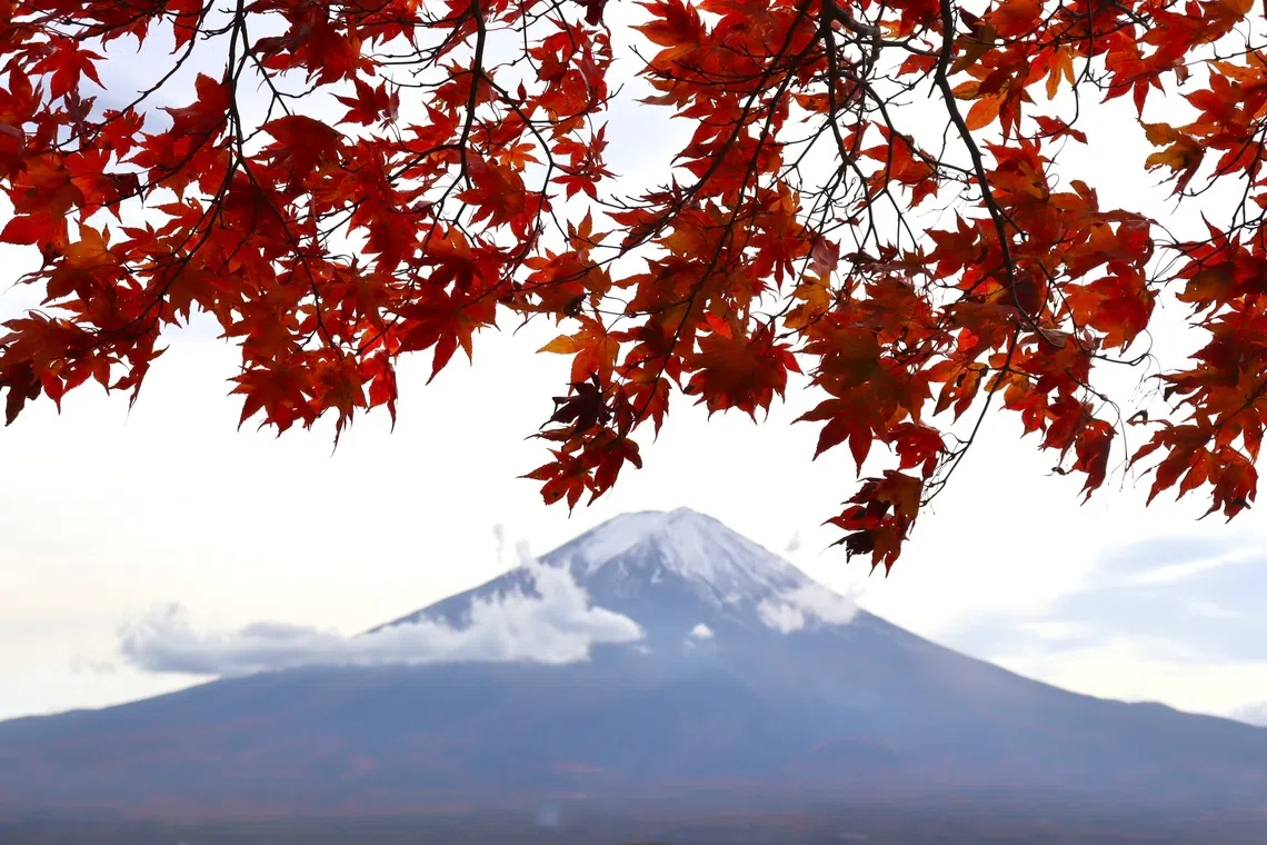 红枫掩映下的富士山。（陈芷馨摄）