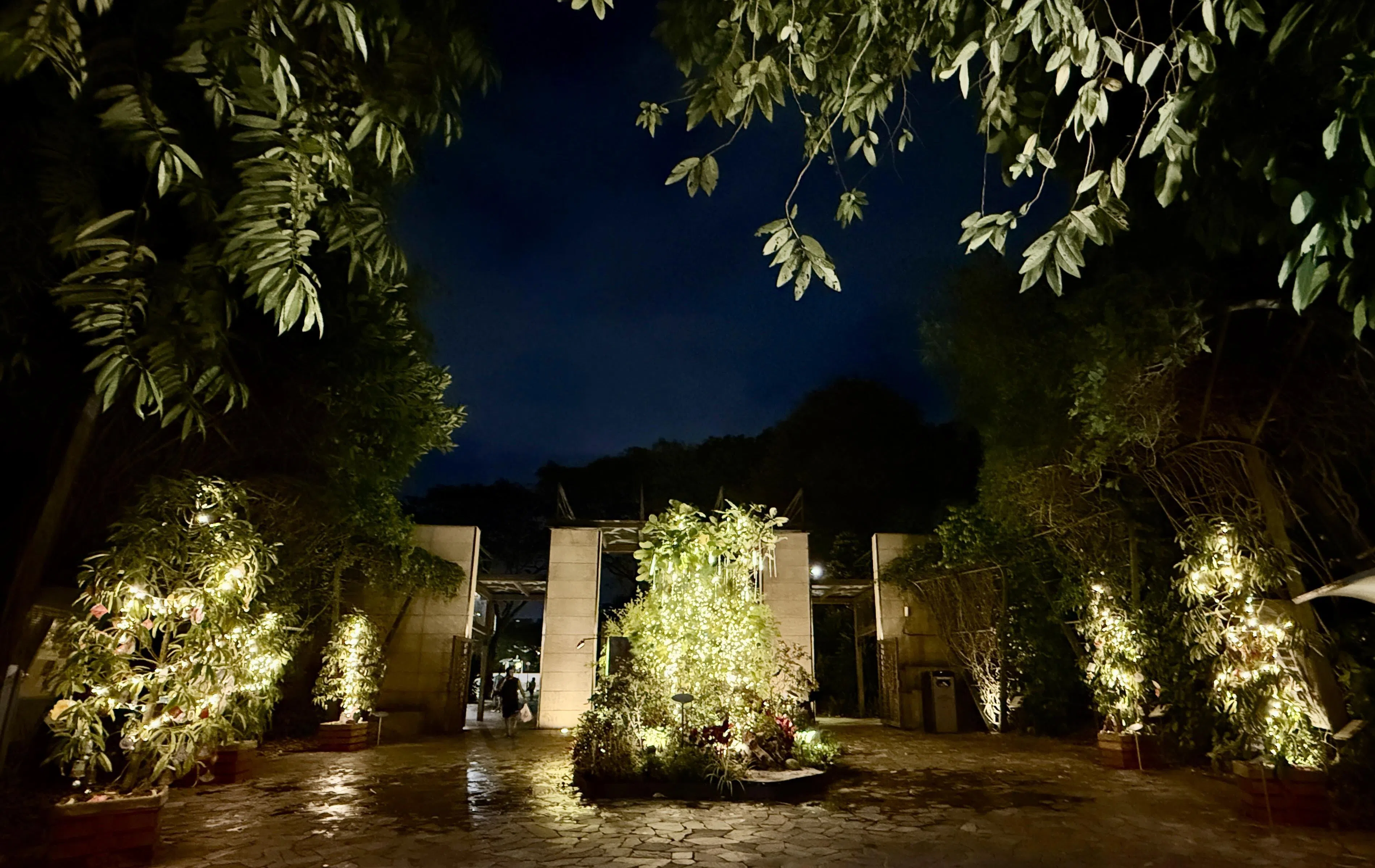 有些美丽需要黑暗衬托，夜幕下的植物园别有一番情调。（陈映蓁摄）