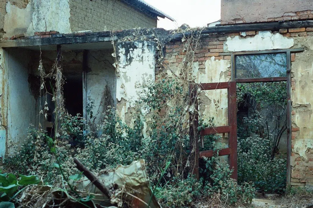 李心仪：花店纪事——琉璃唐棉