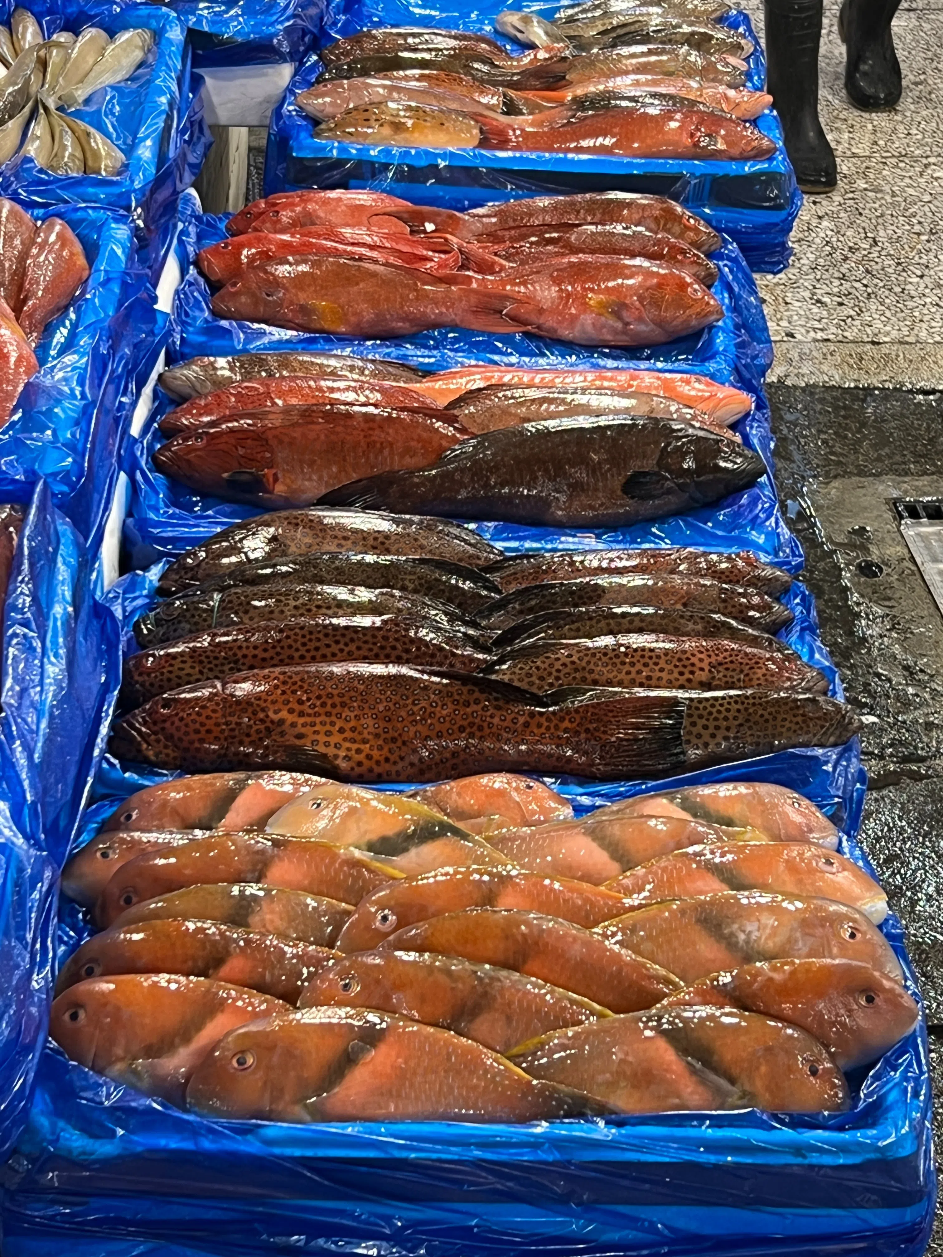 夜深里的鱼市场湿漉漉的，一地地的鱼，在强烈灯光的照耀下色泽鲜艳，闪闪发亮。（叶孝忠摄）