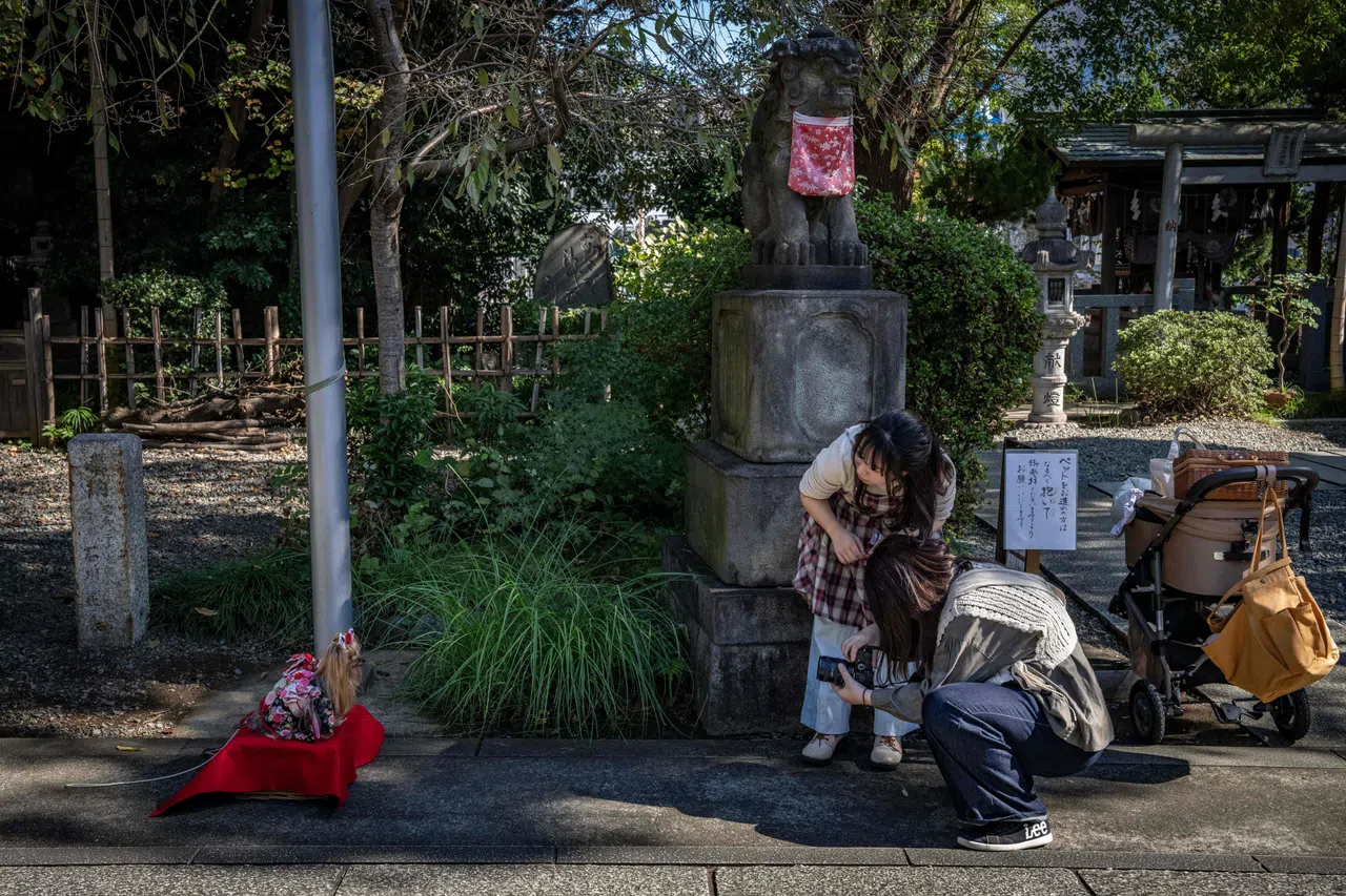 在神社外，饲主也为毛孩子换上色彩缤纷的和服，并让它们摆好姿势拍照留念。（法新社）