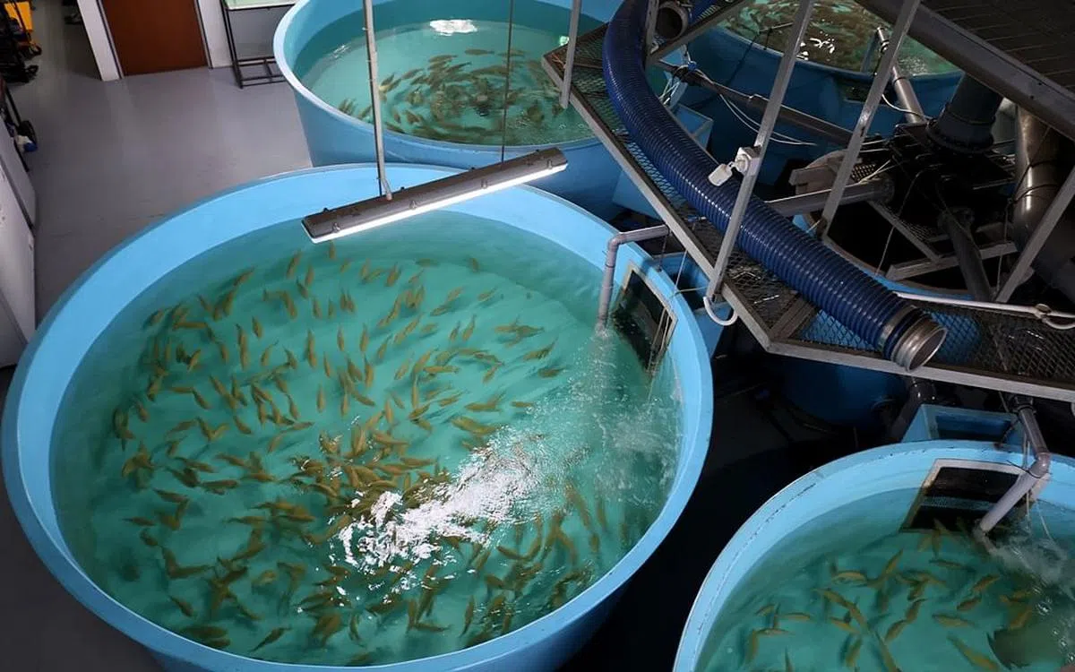 蓝海洋水产养殖科技是本地首家室内水产养殖场。（龙国雄摄）