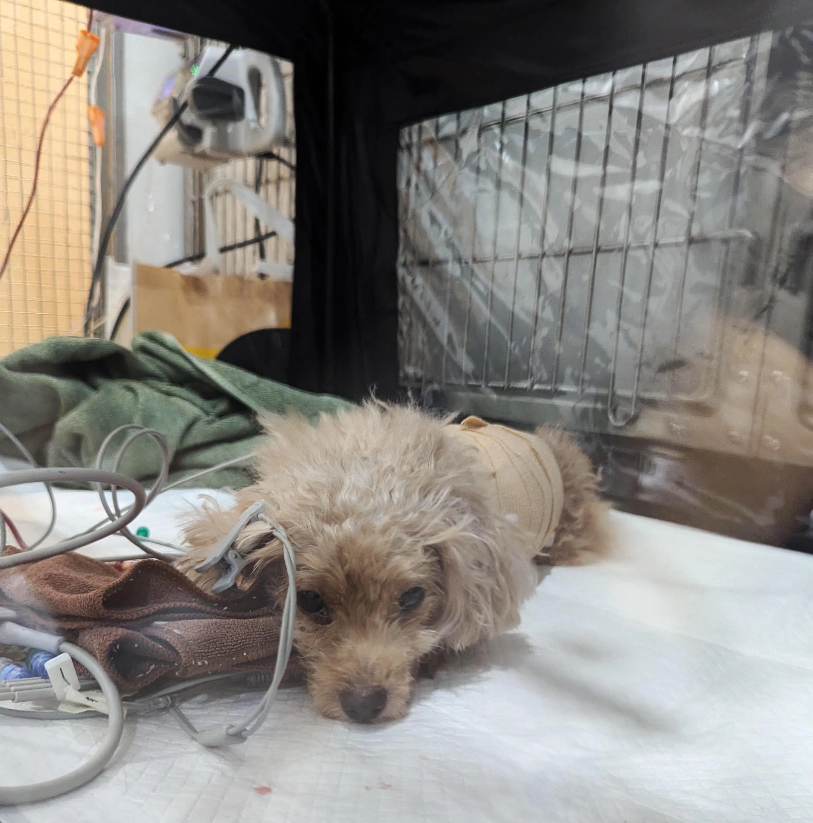 丁丁两年前被诊断患有初期心脏瓣膜疾病，去年中恶化至末期阶段，只能靠药物缓解病情。但现在已恢复活泼好动的模样。图为丁丁动完手术后。（受访者提供）