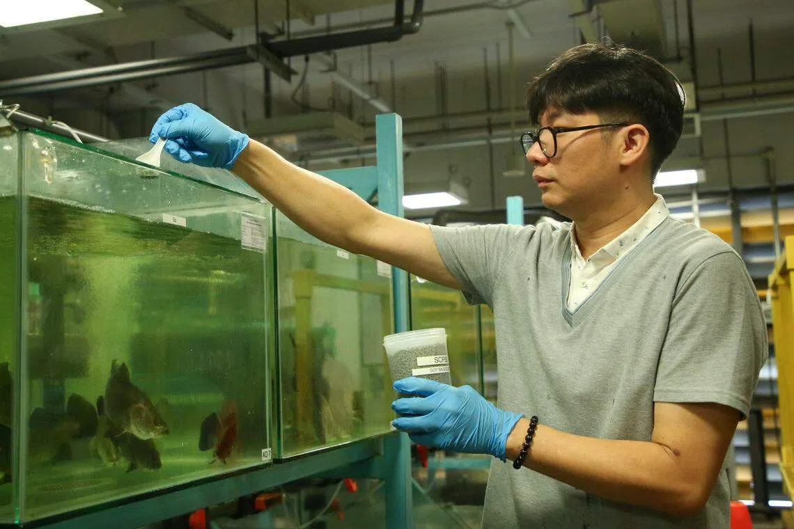 南大新加坡环境生命科学与工程中心研究员罗保良，在淡马锡理工学院的水产养殖创新中心，用新配方鱼饲料进行养殖实验。（李姿仪摄）